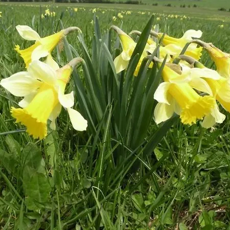 Holiday home Les 1000 Fleurs Saint-Front (Haute-Loire)