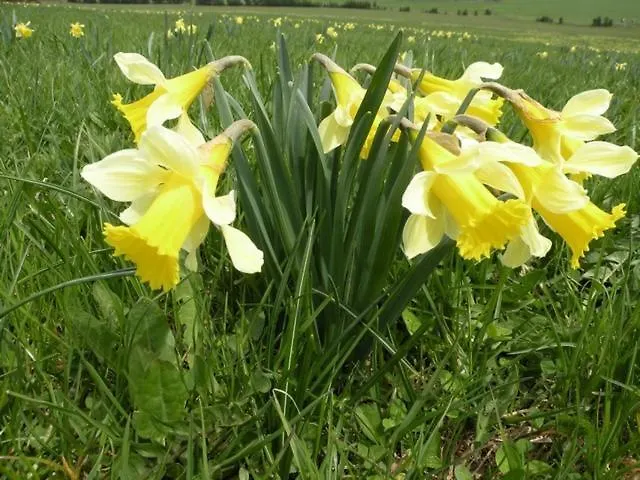 度假居 Les 1000 Fleurs Saint-Front (Haute-Loire)